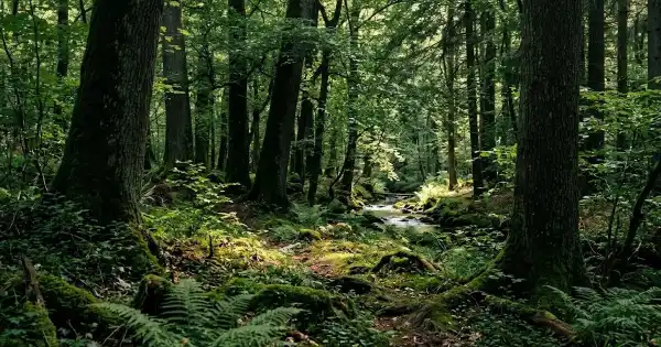 hitzepause-im-wald-sommer-klassenzimmer.webp