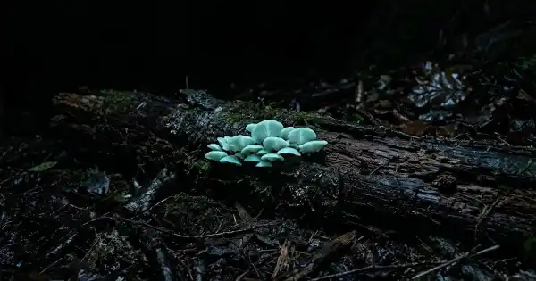 Leuchtende Pilze – Wenn der Wald nachts glüht