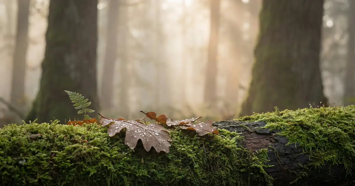 Naturmentoring erklärt Wie Lernen in der Natur wirklich funktioniert