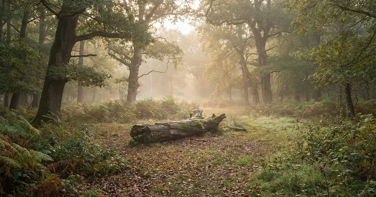 Der Sitzplatz in der Wildnispädagogik – Ein einfacher Weg zu mehr Naturverbindung