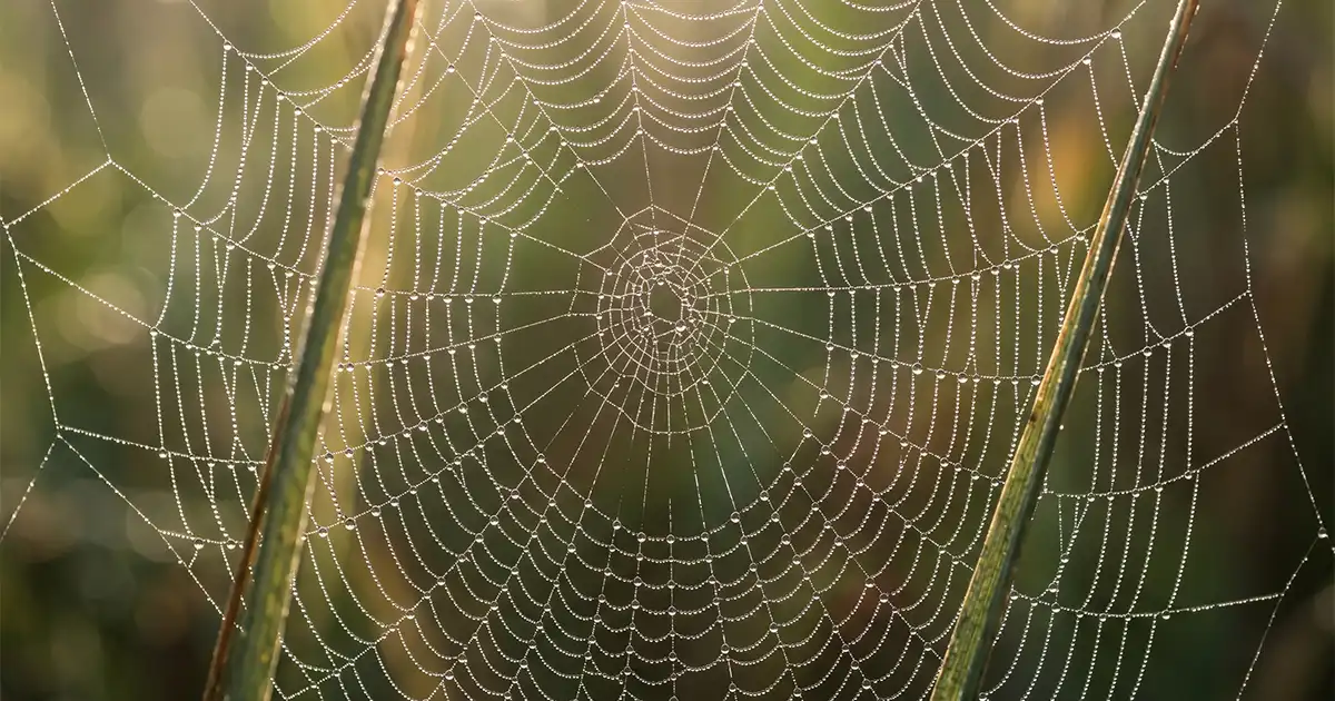 spinnen-im-sommer-netz-morgentau.webp