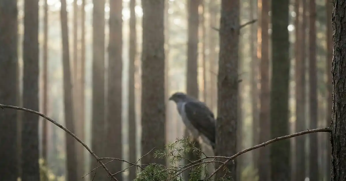 Vogelsprache und Wahrnehmung in der Natur Die Habicht Geschichte