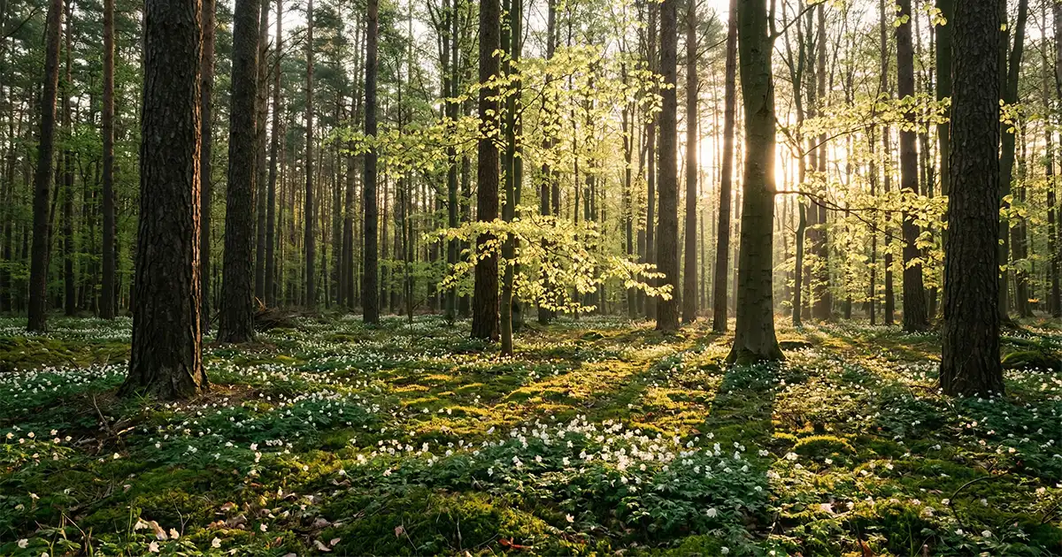 Waldbaden in Berlin & Brandenburg – Frühling im Wald