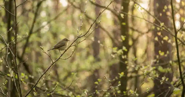 Der Zilpzalp – Wie ein Vogel meine Wahrnehmung veränderte
